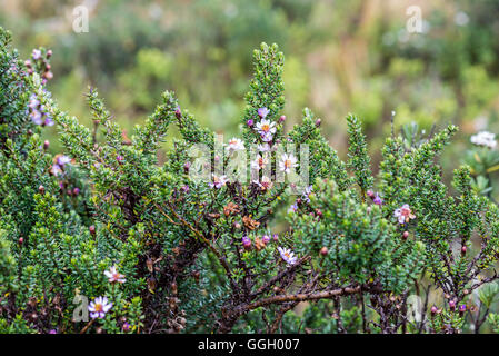 Végétation colorée de paramo dans des Andes. Cayambe Coca Réserve écologique. L'Équateur, en Amérique du Sud. Banque D'Images