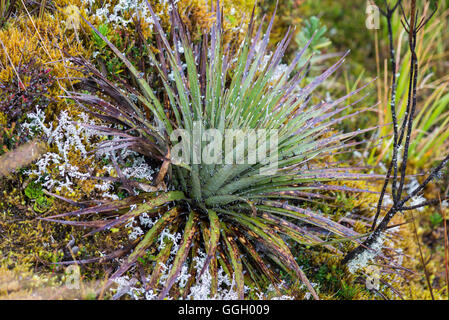 Végétation colorée de paramo dans des Andes. Cayambe Coca Réserve écologique. L'Équateur, en Amérique du Sud. Banque D'Images