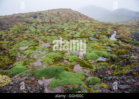 Végétation colorée de paramo dans des Andes. Cayambe Coca Réserve écologique. L'Équateur, en Amérique du Sud. Banque D'Images