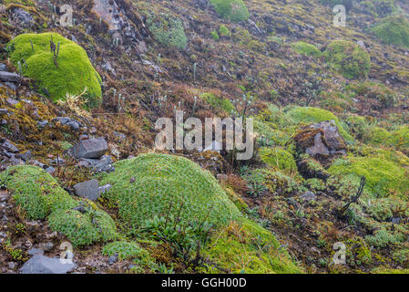 Végétation colorée de paramo dans des Andes. Cayambe Coca Réserve écologique. L'Équateur, en Amérique du Sud. Banque D'Images