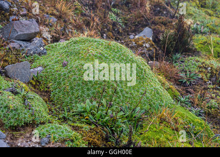 Végétation colorée de paramo dans des Andes. Cayambe Coca Réserve écologique. L'Équateur, en Amérique du Sud. Banque D'Images