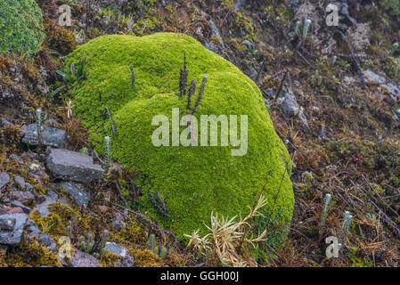 Végétation colorée de paramo dans des Andes. Cayambe Coca Réserve écologique. L'Équateur, en Amérique du Sud. Banque D'Images