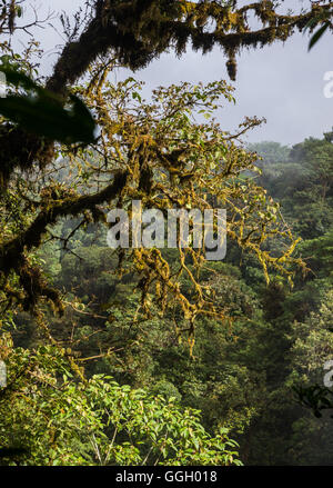 Les arbres sont couverts d'épiphytes dans la forêt de nuages tropicaux des montagnes des Andes. L'Équateur, en Amérique du Sud. Banque D'Images