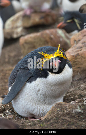 Un macaroni penguin assis sur un seul oeuf dans son nid sur les hauteurs de la colline de l'Île Saunders dans les Malouines Banque D'Images