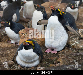 Macaroni deux pingouins à leur nid sur les hauteurs de la colline de l'Île Saunders dans les Malouines Banque D'Images