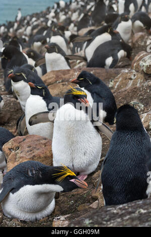 Macaroni deux pingouins à leur nid sur les hauteurs de la colline de l'Île Saunders dans les Malouines Banque D'Images