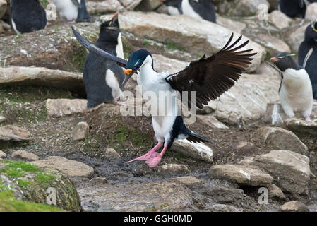 L'un de shag impériale sur le flanc de la terre sur l'Île Saunders dans les Malouines Banque D'Images