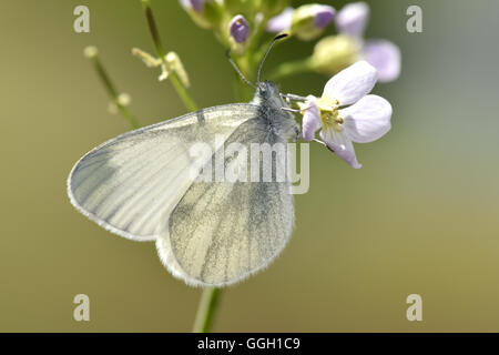 Bois Blanc - Leptidea sinapis Banque D'Images