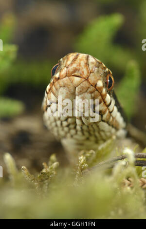 Adder - Vipera berus Banque D'Images