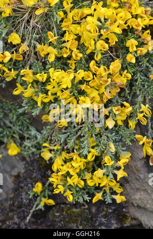 Genista pilosa Hairy Greenweed - Banque D'Images