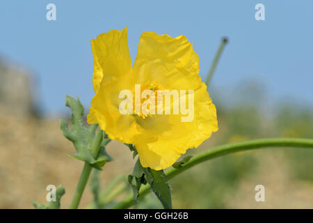 Le pavot Cornu jaune Glaucium flavum - Banque D'Images