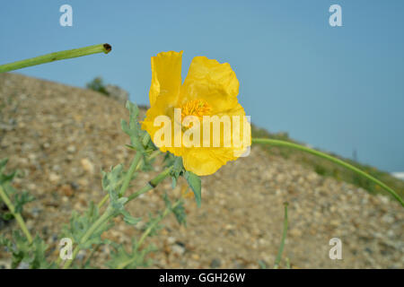 Le pavot Cornu jaune Glaucium flavum - Banque D'Images