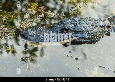 Alligator à l'état sauvage dans les Everglades. La Floride. Des animaux de la faune. Banque D'Images