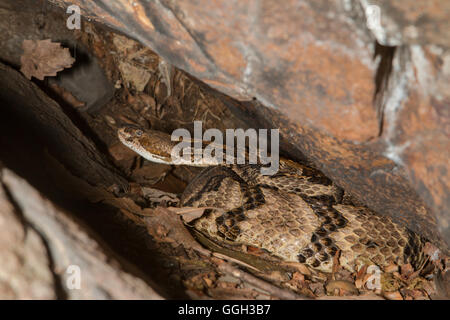 Femelle gravide crotale des bois au nord de la Géorgie - Crotalus horridus Banque D'Images