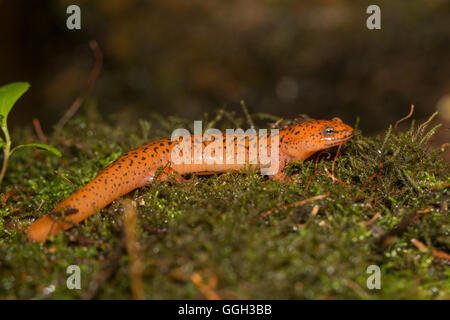 Salamandre rouge du nord - Pseudotriton ruber Banque D'Images