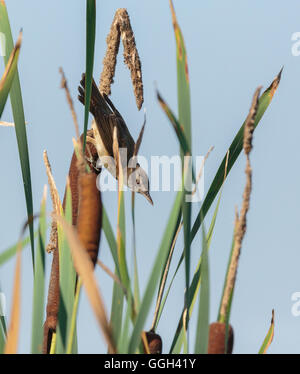 Savi's Warbler (Locustella luscinioides) perché sur un roseau dans le marais Banque D'Images