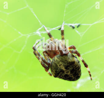 Une grande araignée orb weaver couronné (araneus diadematus) sur son site web Banque D'Images