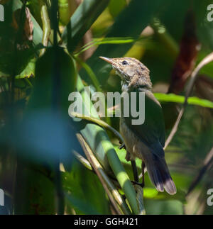 Savi's Warbler (Locustella luscinioides) perché sur un roseau dans le marais Banque D'Images