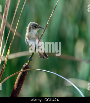 Savi's Warbler (Locustella luscinioides) perché sur un roseau dans le marais Banque D'Images