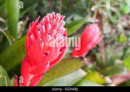 Billbergia Bromelia Kyoto et la floraison des plantes ornementales. Couleur rouge ornement une plante en fleurs Banque D'Images