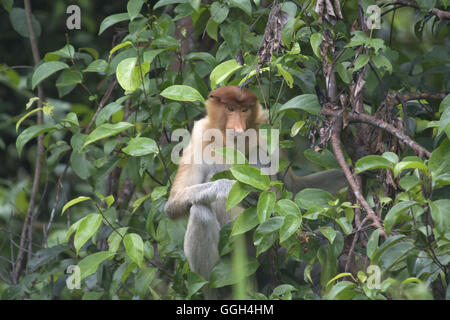 Le proboscis monkey (Nasalis larvatus) ou singe bec long, l'Indonésie. Il est connu sous le nom de bekantan en Indonésie, est un rouge- Banque D'Images