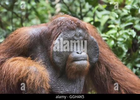 L'orang-outan mâle, de l'Indonésie. Originaire d'Indonésie et Malaisie, les orangs-outans sont actuellement trouvés dans les forêts tropicales humides de Bornéo un Banque D'Images