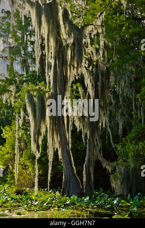 Le Marécage OKEFENOKEE National Wildlife Refuge peut être exploré par ses voies navigables - Floride Banque D'Images