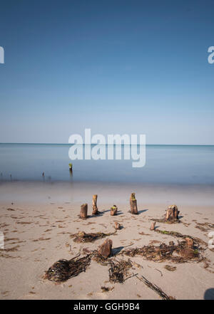 Les racines des arbres qui dépassent de la plage, Poméranie occidentale Lagoon Salon National Park, West Beach, Fischland-Darss-Zingst, Mecklenbu Banque D'Images