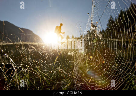 Spider's Web sur une prairie en face d'un male hiker, Oberstdorf, Bavière, Allemagne Banque D'Images