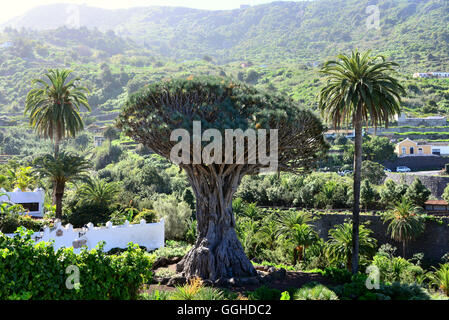 Arbre Dragon Drago Milenario, Santa Cruz de Tenerife, Tenerife, Canaries, Espagne Banque D'Images