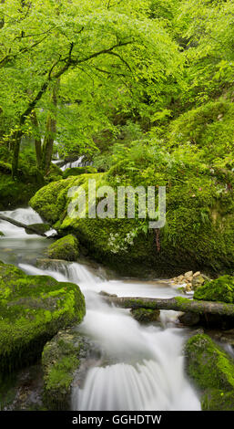 Cascade du Verneau, Nans-sous-Sainte-Anne, Doubs, France Banque D'Images