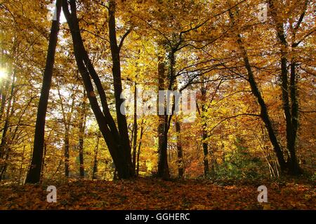 Paysage d'automne, l'Automne Couleurs d'automne, Parc / Parc Atkinson, Parklandschaft im Herbst, Herbstfärbung, Parc Banque D'Images