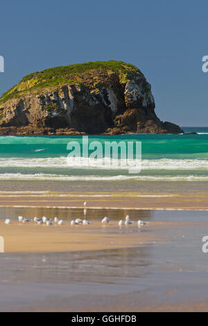 Mouettes sur la plage, la baie de Tautuku, Catlins, Otago, île du Sud, Nouvelle-Zélande Banque D'Images