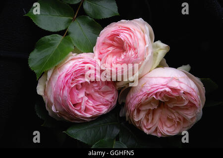 Rose double Rose / Gefüllte rosa Rose 'Eden Rose' double, Eden Rose, rose, double fleur, double, roses, rose, antique, Banque D'Images