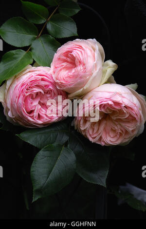 Rose double Rose / Gefüllte rosa Rose 'Eden Rose' double, Eden Rose, rose, double fleur, double, antique, vintage Banque D'Images