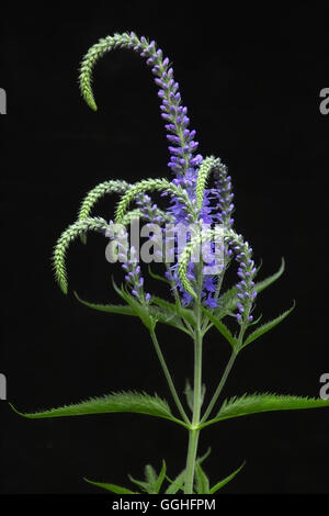 Jardin des Marais, Véronique Speedwell / Schmalblättriger (Ehrenpreis Veronica longifolia, Pseudolysimachion longifolium) Banque D'Images