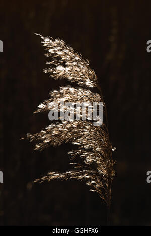 L'oreille d'argent d'un roseau commun (Phragmites australis), les zones humides, de graminées vivaces Banque D'Images