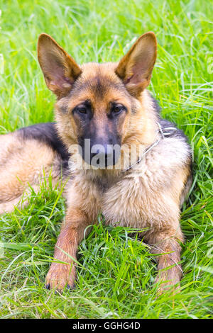 Jeune Berger allemand, chien sur herbe / Deutscher Schäferhund Welpe Banque D'Images