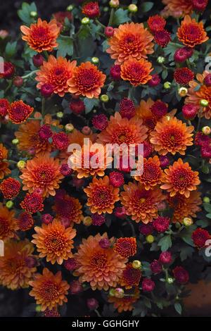 Herbst-Chrysantheme / Costmary, Aster chinois, chrysanthème, Maman, Maman de jardin (Chrysanthemum indicum) Banque D'Images