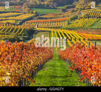 Vignes d'automne, les vignes, Baden, près de Vienne, le sud de Wiener Becken, Wienerwald, Basse Autriche, Autriche Banque D'Images