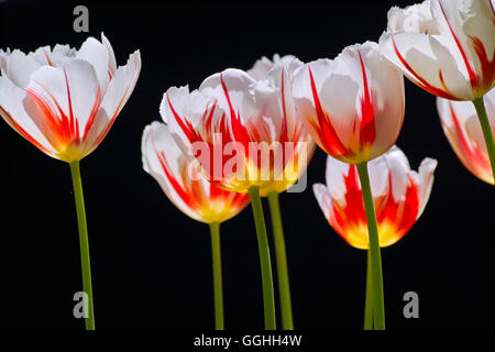 Tulip / tulpe 'Ice Follies' (tulipa hybr.), historique, à rayures, rouge flammé de tulipe, fleur rouge flammé, flammé tulip, vintage Banque D'Images