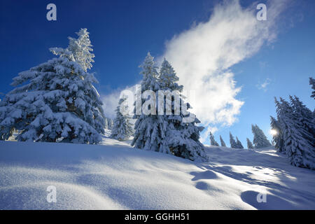 Les Conifères couverts de neige, Alpes bavaroises, Allemagne Banque D'Images