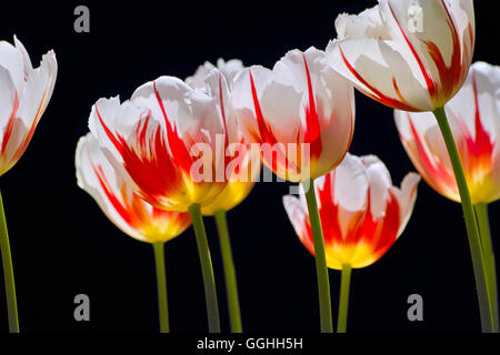 Tulip / tulpe 'Ice Follies' (tulipa hybr.), Banque D'Images