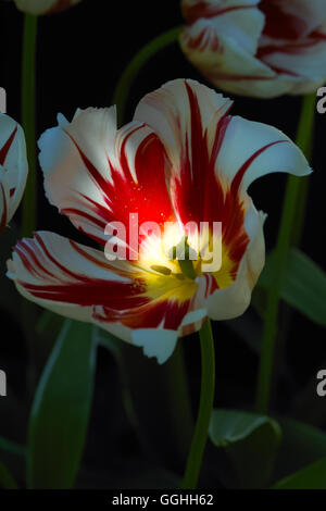 Tulip / tulpe 'Ice Follies' (tulipa hybr.), Banque D'Images