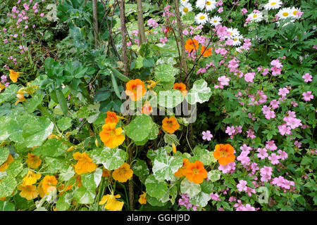 Des plantes de pois de plus en plus parmi les capucine, géranium et daisy fleurs dans un jardin en été, le Pays de Galles UK KATHY DEWITT Banque D'Images