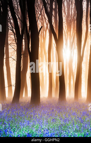 Bluebell Woods au lever du soleil. Banque D'Images