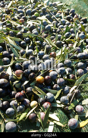 Olives, à récolter à partir de l'arbre, sur les filets vert Banque D'Images