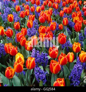 Tulipa - "Flair" avec Hyacinthus orientalis 'Ostara' AGM V051921 /Photos Banque D'Images