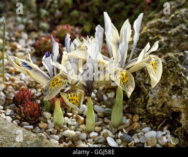 - 'Iris Katharine Hodgkin' AGM - (reticulata) V053639 Banque D'Images