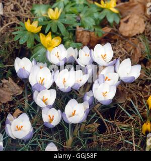 Crocus biflorus - subsp. weldenii 'Fairy' V053584 Banque D'Images